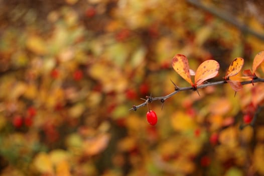 Polish golden autumn