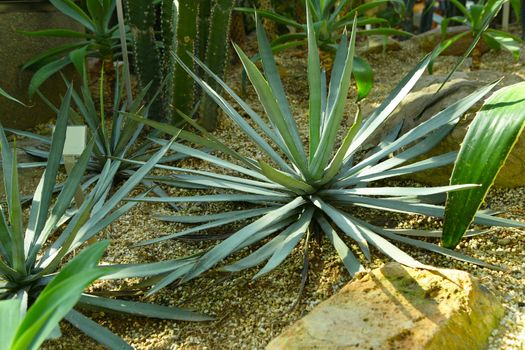 Agave