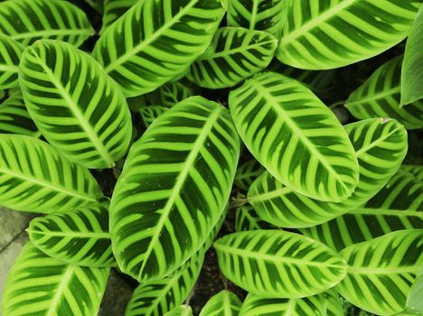 green leaf background