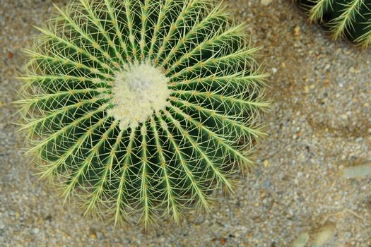 cactus