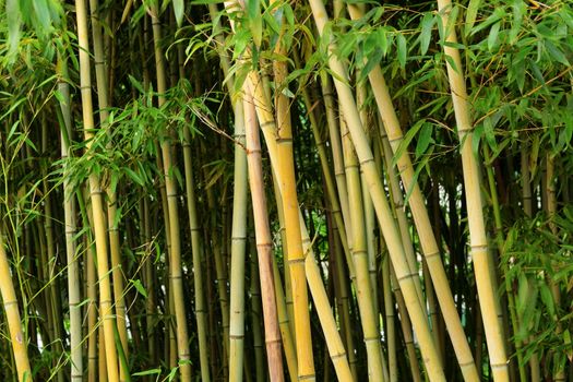 bamboo forest