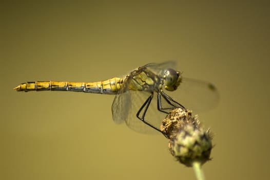 Dragonfly on flower, close up.
