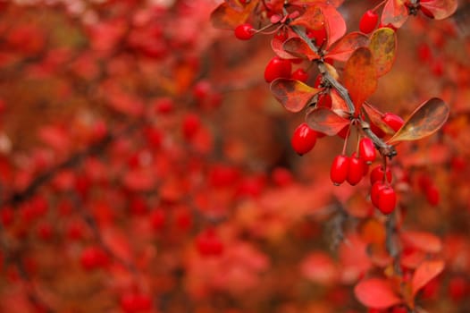 Polish golden autumn