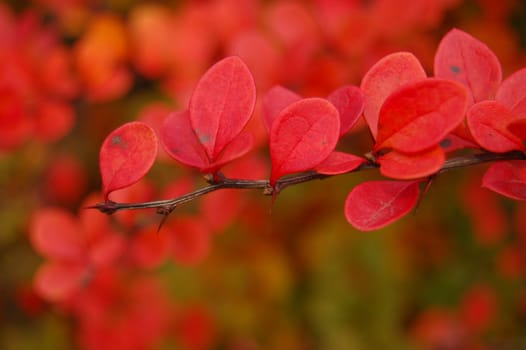 Polish golden autumn