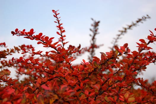 Beautiful autumn leaves against blue sky