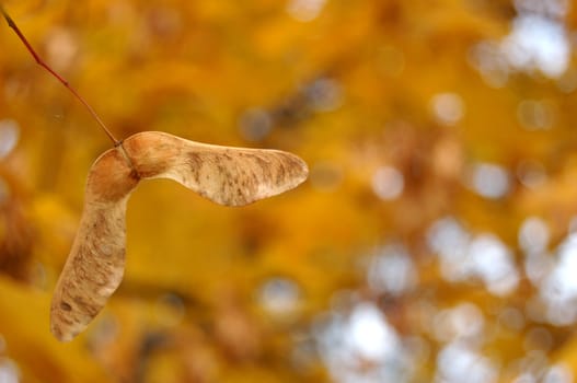 Polish golden autumn