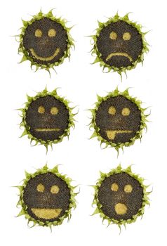 sunflower emoticons isolated on white background