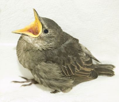 This little starling fell out the nest.