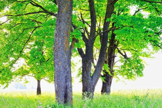 Several maple trees on the meadow in summer