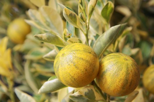 Thai Citrus on thr tree.