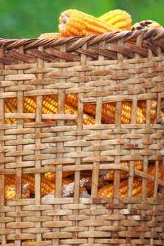 Harvested Corn In Basket