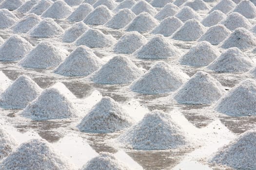 Heap of sea salt in a field prepared for harvest