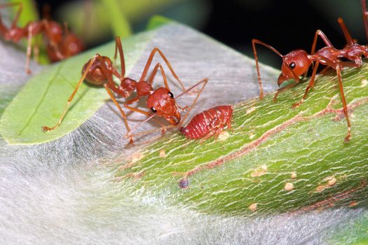 Ant eat a drop of a sweet from aphid