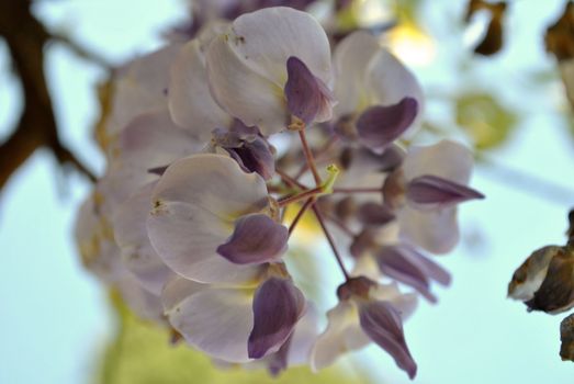 wisteria flower in orta san giulio
