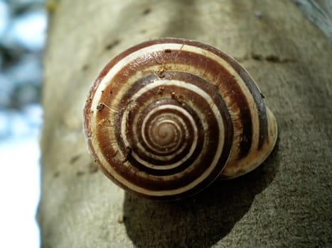 shell on a tree trunk