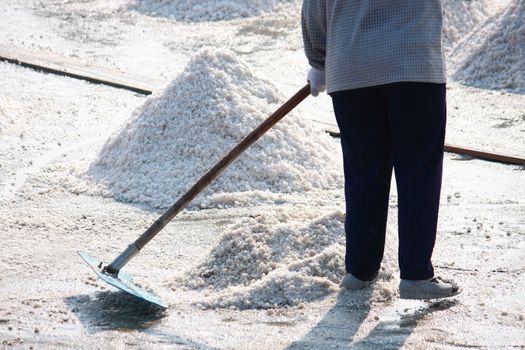 Collecting salt on traditional way on the salt field in Samut Songkham,Thailand