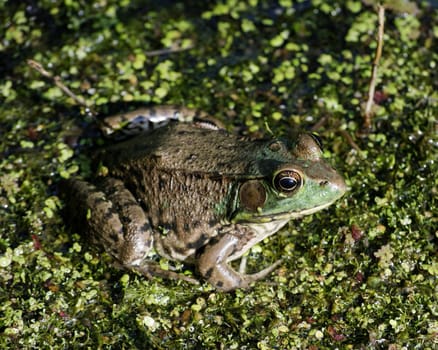 A bullfrog sitting in a swamp waiting on prey.