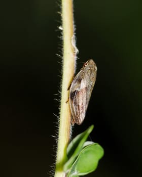 Leafhopper perched on a plant stem.