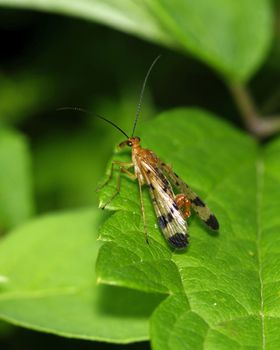 A male Scorpion Fly perched on a leaf.