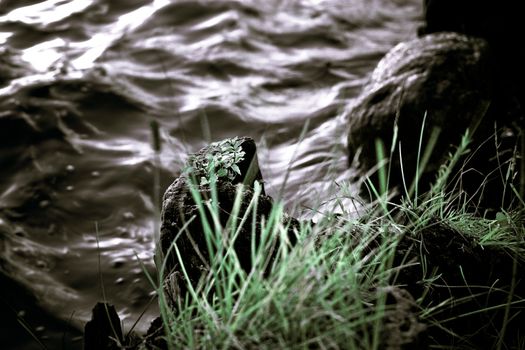 Dark close up photo on a lakeshore, water, stone and an old trunk