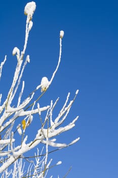 A winter forest after the snowfall