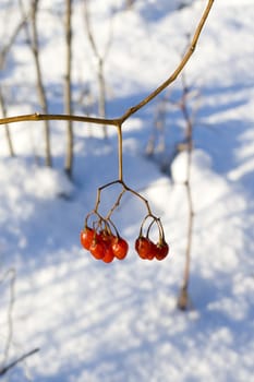 Red berries in the winter