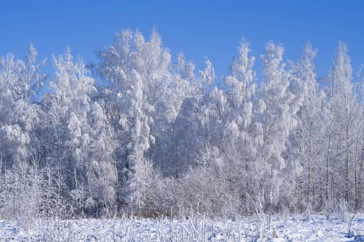 A winter forest, just after the snowfall