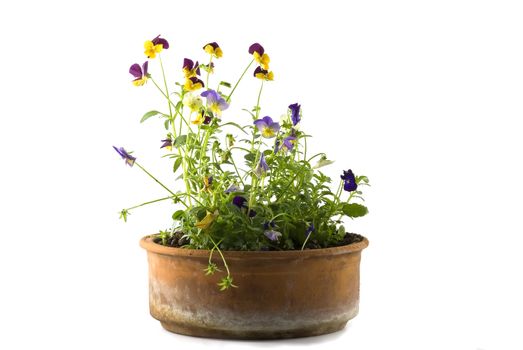 multicolor Small Pansy in a terracotta flowerpot