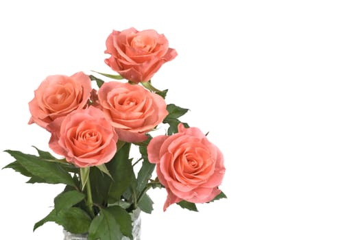 Beautiful pink roses on a white background with space for copy