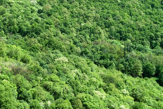 large green forest