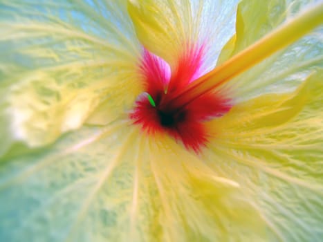 Flora Series - Detailed shot of internal part of hibiscus