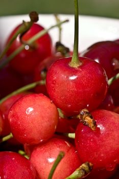 food series: freshly grown tasty red cherries