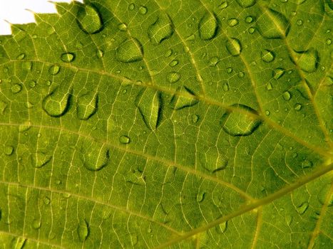 The Green leaf with drop of rain