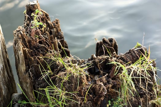 an old tree trunk in a water