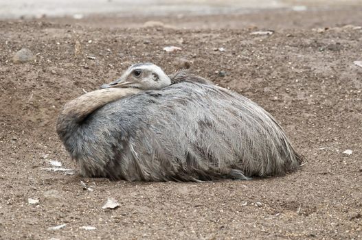 A female ostrich sitting on the ground