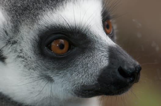 A lemure catta closeup of the face