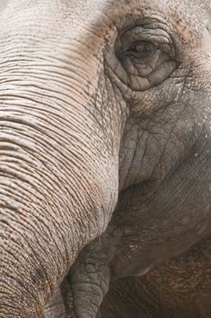 Closeup of the eye and trunk of indian elephant