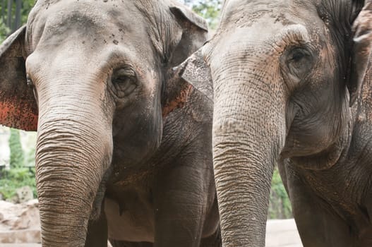 Closeup of the eye and trunk of indian elephant