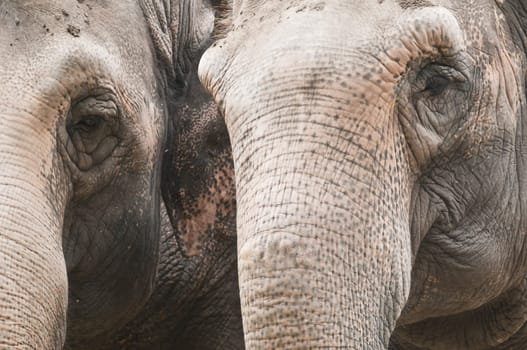 Closeup of the eye and trunk of indian elephant