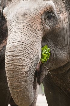 Closeup of the eye and trunk of indian elephant