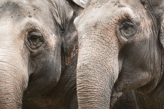 Closeup of the eye and trunk of indian elephant