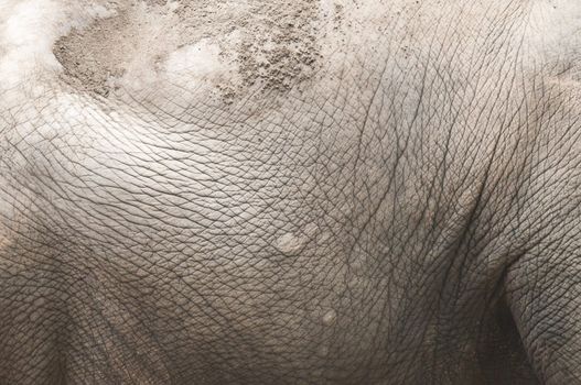 Closeup of the side skin of an  indian elephant