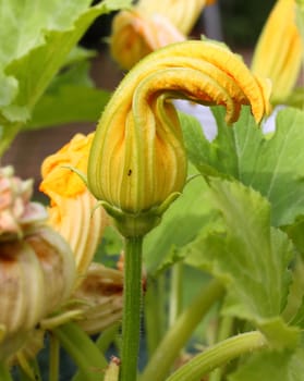 courgette flower