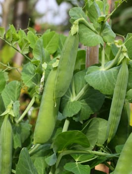pea pods
