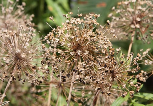 allium seed head