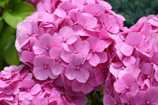 hydrangea in bloom
