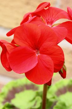 red geranium