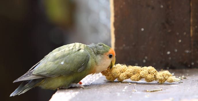 small parrot