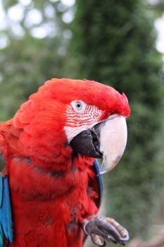 Scarlet Macaw
