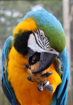 Blue and Green macaw